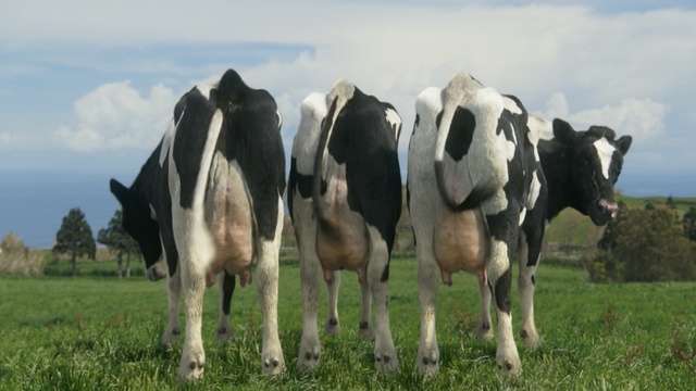Video Reference N3: dairy cow, cattle like mammal, pasture, grazing, grassland, herd, dairy, grass, meadow, cow goat family