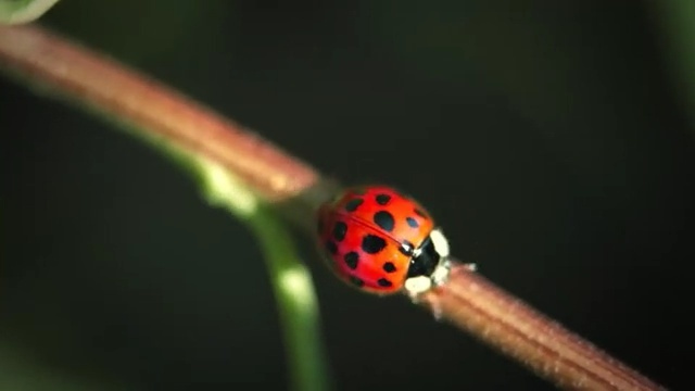 Video Reference N0: Ladybug, Insect, Macro photography, Invertebrate, Beetle, Close-up, Arthropod, Photography, Plant, Plant stem