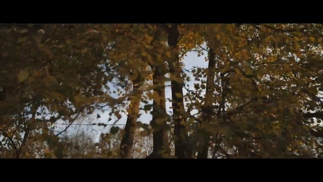 Video Reference N1: Tree, Nature, Leaf, Reflection, Branch, Natural environment, Woody plant, Forest, Woodland, Vegetation