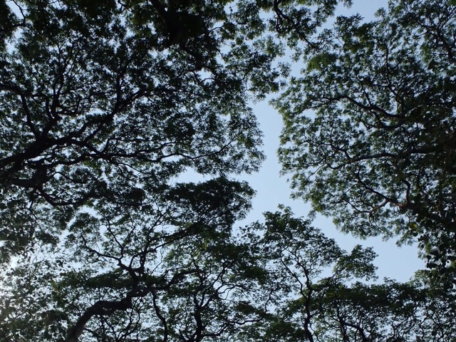 Video Reference N1: Tree, Green, Vegetation, Branch, Leaf, Woody plant, Sky, Plant, Forest, Pattern