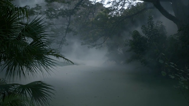 Video Reference N0: nature, mist, vegetation, forest, rainforest, fog, ecosystem, atmosphere, jungle, morning