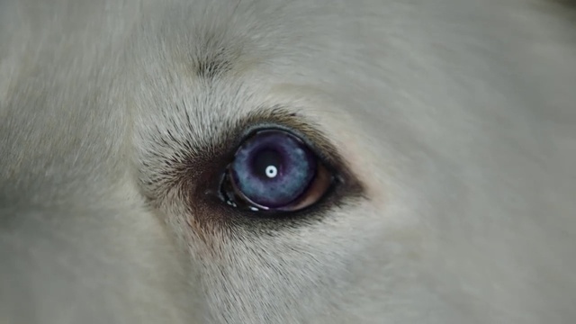 Video Reference N4: Eye, Iris, Nose, Close-up, Organ, Skin, Snout, Head, Eyelash, Canidae