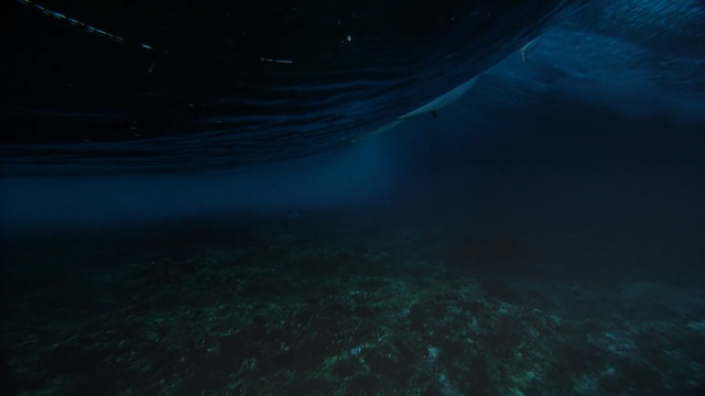 Video Reference N0: water, underwater, atmosphere, sea, light, darkness, marine biology, ocean, night, midnight
