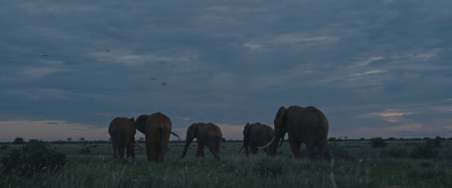 Video Reference N14: Elephant, Elephants and Mammoths, Wildlife, Mammal, Herd, Terrestrial animal, Grassland, Pasture, Indian elephant, Grazing