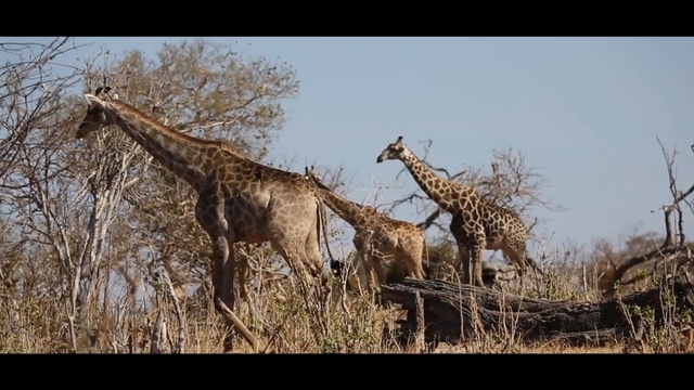 Video Reference N0: giraffe, wildlife, terrestrial animal, fauna, giraffidae, mammal, ecosystem, savanna, wilderness, national park