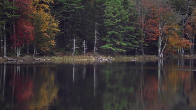 Video Reference N17: Reflection, Nature, Body of water, Natural landscape, Tree, Leaf, Water, Natural environment, Wilderness, Forest