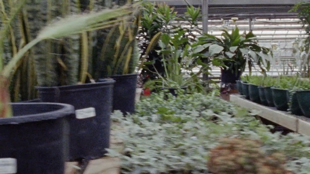 Video Reference N2: Flowerpot, Flower, Plant, Garden, Backyard, Botany, Houseplant, Grass, Yard, Terrestrial plant