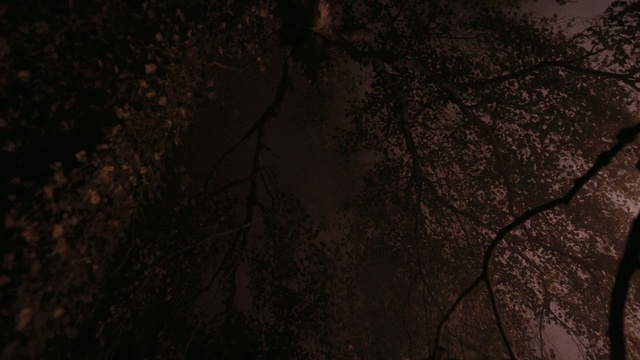 Video Reference N7: Black, Nature, Brown, Branch, Tree, Natural environment, Darkness, Sky, Atmosphere, Leaf