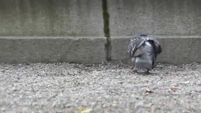 Video Reference N15: fauna, pigeons and doves, bird, asphalt, beak, grass