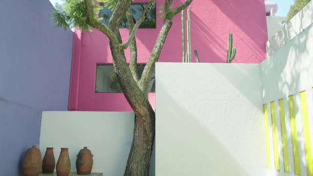 Video Reference N2: Tree, Flowerpot, Pink, Plant, Branch, Houseplant, Flower, Room, Twig, Adaptation