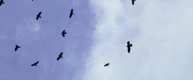 Video Reference N2: Bird, Flock, Bird migration, Sky, Animal migration, Flight, Fly, Wing