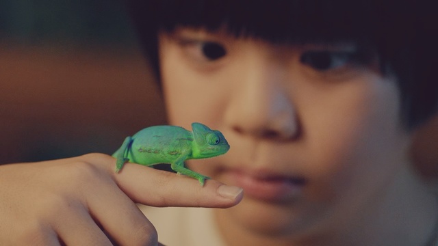 Video Reference N0: Green, Skin, Chameleon, Mouth, Eye, Hand, Finger, Adaptation, Reptile, Organism