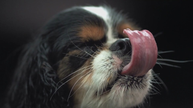 Video Reference N0: dog, dog breed, dog like mammal, cavalier king charles spaniel, king charles spaniel, snout, spaniel, whiskers, companion dog, puppy