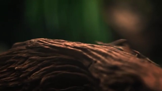 Video Reference N1: Nature, Brown, Water, Close-up, Sky, Wood, Wildlife, Fur, Night, Darkness