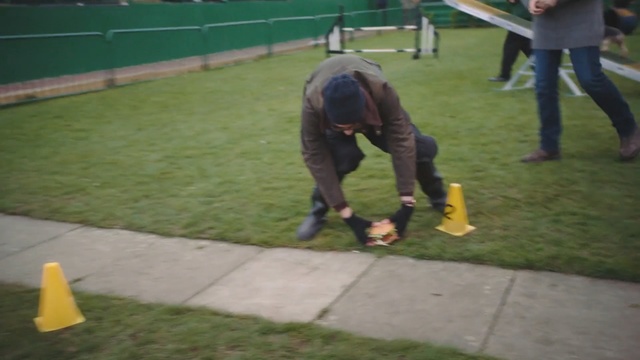 Video Reference N1: Grass, Lawn, Canidae, Obedience training, Plant, Conformation show