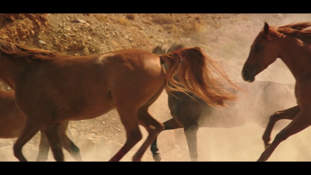 Video Reference N0: Horse, Mammal, Mane, Mustang horse, Mare, Stallion, Sorrel, Wildlife, Sky, Colt