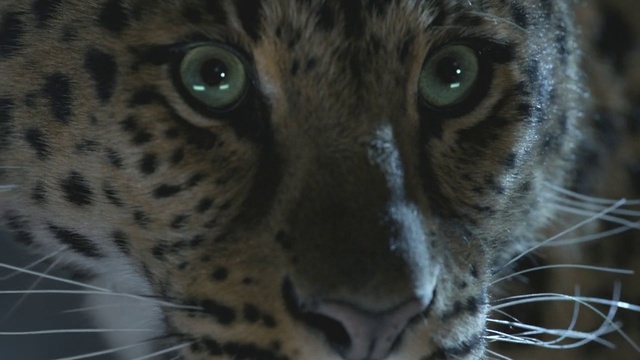 Video Reference N7: Mammal, Terrestrial animal, Vertebrate, Whiskers, Wildlife, Felidae, Leopard, Snout, Carnivore, Close-up