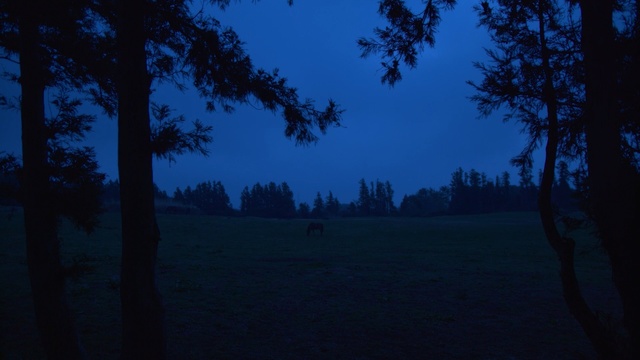 Video Reference N1: sky, nature, night, tree, atmosphere, darkness, light, evening, morning, moonlight