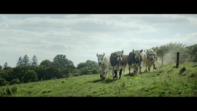 Video Reference N3: pasture, grassland, tree, sky, woody plant, wilderness, grass, herd, grazing, rural area