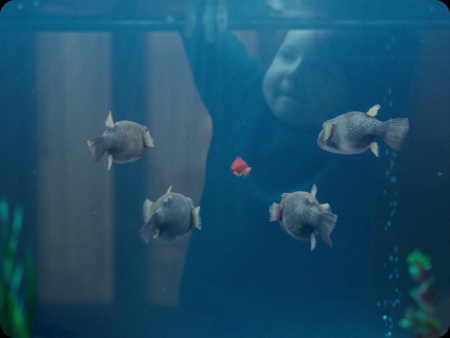 Video Reference N2: Fish, Fish, Aquarium, Marine biology, Underwater, Organism, Freshwater aquarium, Electric blue, Coral reef fish, Aquarium lighting