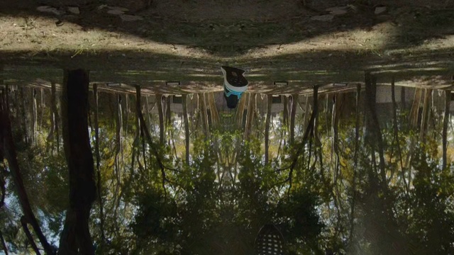 Video Reference N0: Reflection, Water, Tree, Plant, Bayou, Forest