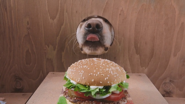 Video Reference N1: Hamburger, Food, Buffalo burger, Whopper, Cheeseburger, Veggie burger, Dish, Cuisine, Junk food, Sandwich