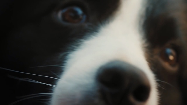 Video Reference N0: Mammal, Vertebrate, Dog, Canidae, Nose, Dog breed, Snout, Carnivore, Close-up, Whiskers
