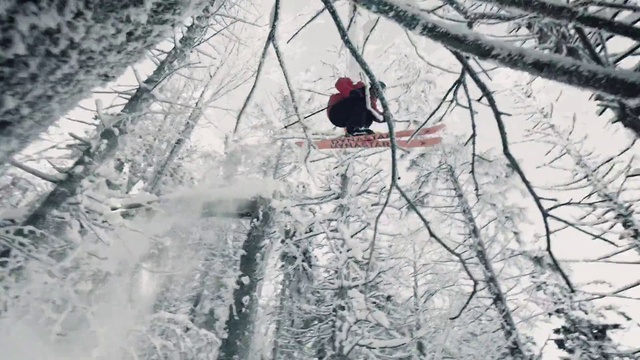 Video Reference N5: Snow, Winter, Cardinal, Branch, Tree, Freezing, Bird, Frost, Organism, Blizzard