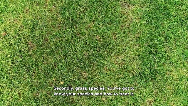 Video Reference N3: Grass, Green, Lawn, Plant, Groundcover, Grass family, Terrestrial plant, Tree, Moss, Vascular plant