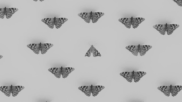 Video Reference N2: Butterfly, Moths and butterflies, Insect, Brush-footed butterfly, Pollinator, Pieridae, Symmetry, Black-and-white, Lycaenid, Wallpaper, Person