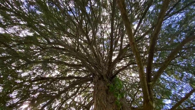 Video Reference N14: Tree, Nature, Vegetation, Branch, Woody plant, Plant, Natural environment, Trunk, Nature reserve, Forest