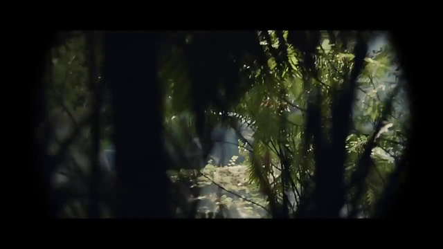Video Reference N7: Nature, Tree, Natural environment, Vegetation, Forest, Woodland, Jungle, Green, Light, Darkness