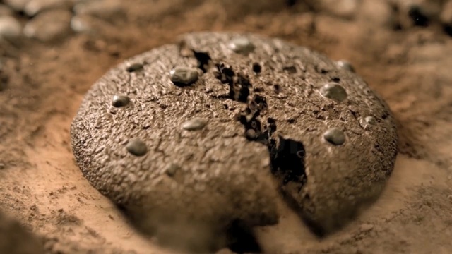 Video Reference N3: soil, close up, macro photography, rock, organism, sand, Person