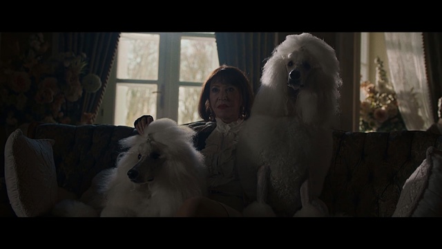 Video Reference N4: Dog breed, Canidae, Non-Sporting Group, Darkness, Fur, Screenshot, Bichon, Old english sheepdog, Person