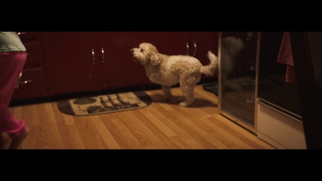Video Reference N1: Dog, Canidae, Cockapoo, Dog breed, Goldendoodle, Carnivore, Toy Poodle, Schnoodle, Puppy, Bichon