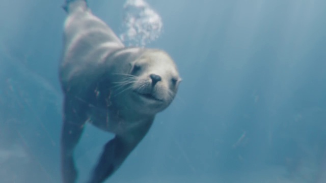 Video Reference N0: Seal, Marine mammal, Underwater, Harbor seal, Marine biology, Organism, Snout, Wildlife