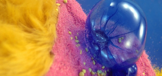 Video Reference N6: Blue, Purple, Pink, Violet, Close-up, Yellow, Colorfulness, Dye, Magenta, Textile