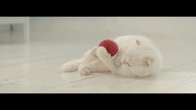Video Reference N0: cat, home, floor, playing, white, white cat