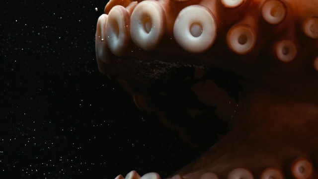 Video Reference N3: Octopus, Lip, Organ, Tooth, Hand, Mouth, Eye, Finger, Smile, Close-up
