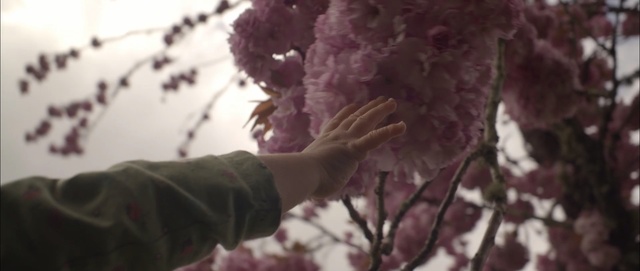 Video Reference N0: branch, purple, tree, blossom, plant, winter, spring, twig, flower, girl