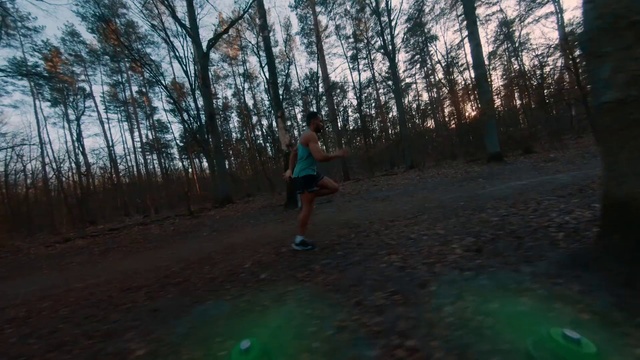 Video Reference N2: Nature, Woodland, Natural environment, Tree, Forest, Atmospheric phenomenon, Running, Morning, Wilderness, Sunlight
