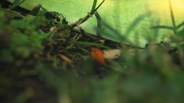 Video Reference N3: Nature, Leaf, Organism, Plant, Adaptation, Landscape, Wildlife