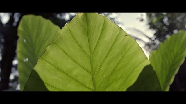 Video Reference N0: Leaf, Plant, Flower, Green, Flowering plant, Botany, Terrestrial plant, Tree, Banana leaf, Xanthosoma