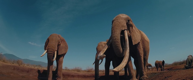 Video Reference N16: Elephant, Terrestrial animal, Elephants and Mammoths, Indian elephant, Wildlife, African elephant, Adaptation, Tusk, Organism, Safari