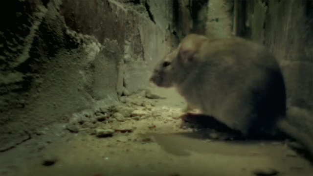 Video Reference N0: mammal, muridae, fauna, muroidea, rat, rodent, organism, mouse, snout, Person