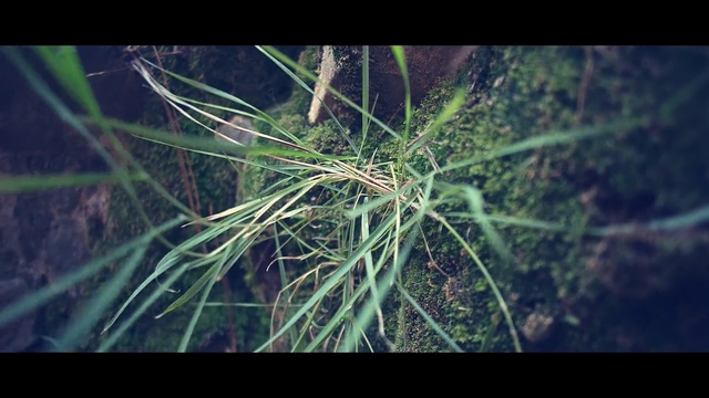 Video Reference N1: Grass, Plant, Terrestrial plant, Leaf, Grass, Organism, Tree, White pine, Sedge family, Flower
