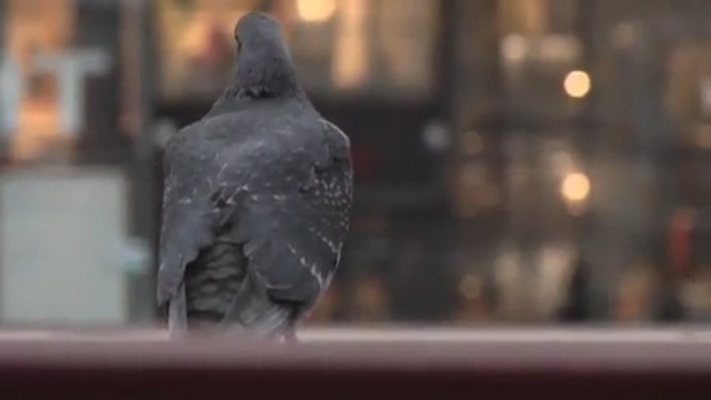 Video Reference N4: beak, bird, pigeons and doves, crow