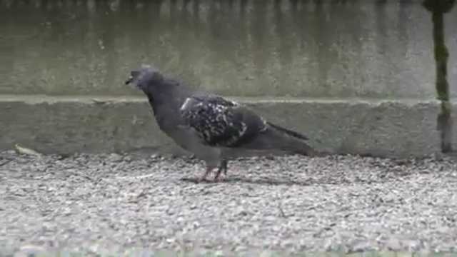 Video Reference N5: bird, pigeons and doves, beak, fauna, stock dove, galliformes, vulture