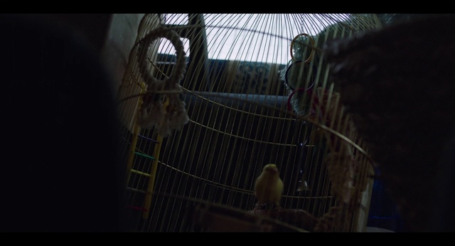 Video Reference N0: Sky, Parakeet, Cage, Darkness, Net, Photography, Bird, Wildlife, Parrot, Budgie