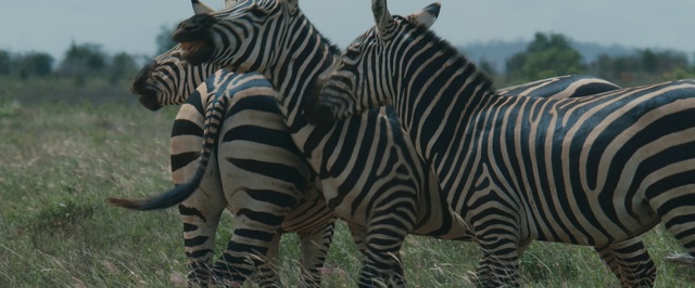 Video Reference N4: Zebra, Terrestrial animal, Mammal, Wildlife, Vertebrate, Grassland, Herd, Nature reserve, Grass, Safari